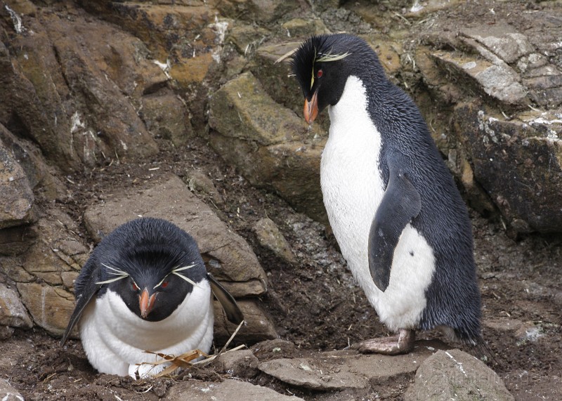 IMG_6039c.jpg - Rockhopper Penguin (Eudyptes chrysocome)